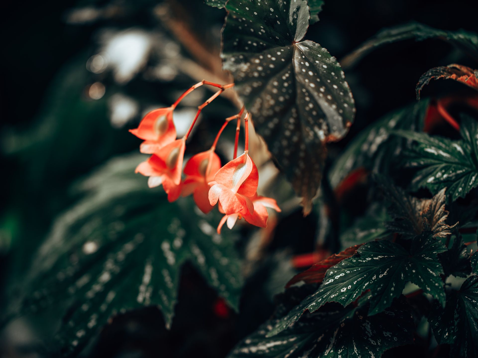 Detailed close-up of orange begonia flowers with spotted leaves, showcasing plant photography.
