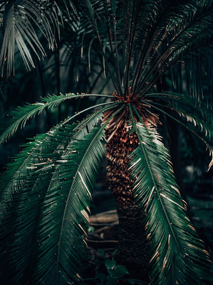 Close-up Of A Sago Palm