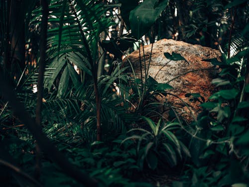 Fotobanka s bezplatnými fotkami na tému dažďový prales, džungľa, exteriéry