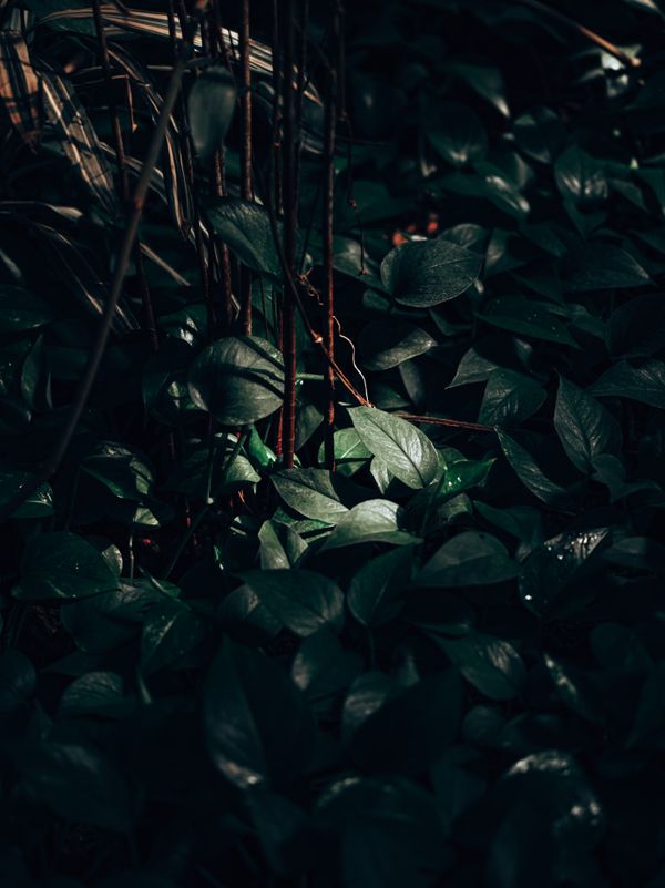 Lush green foliage in low light — photo by Egor Komarov on Pexels