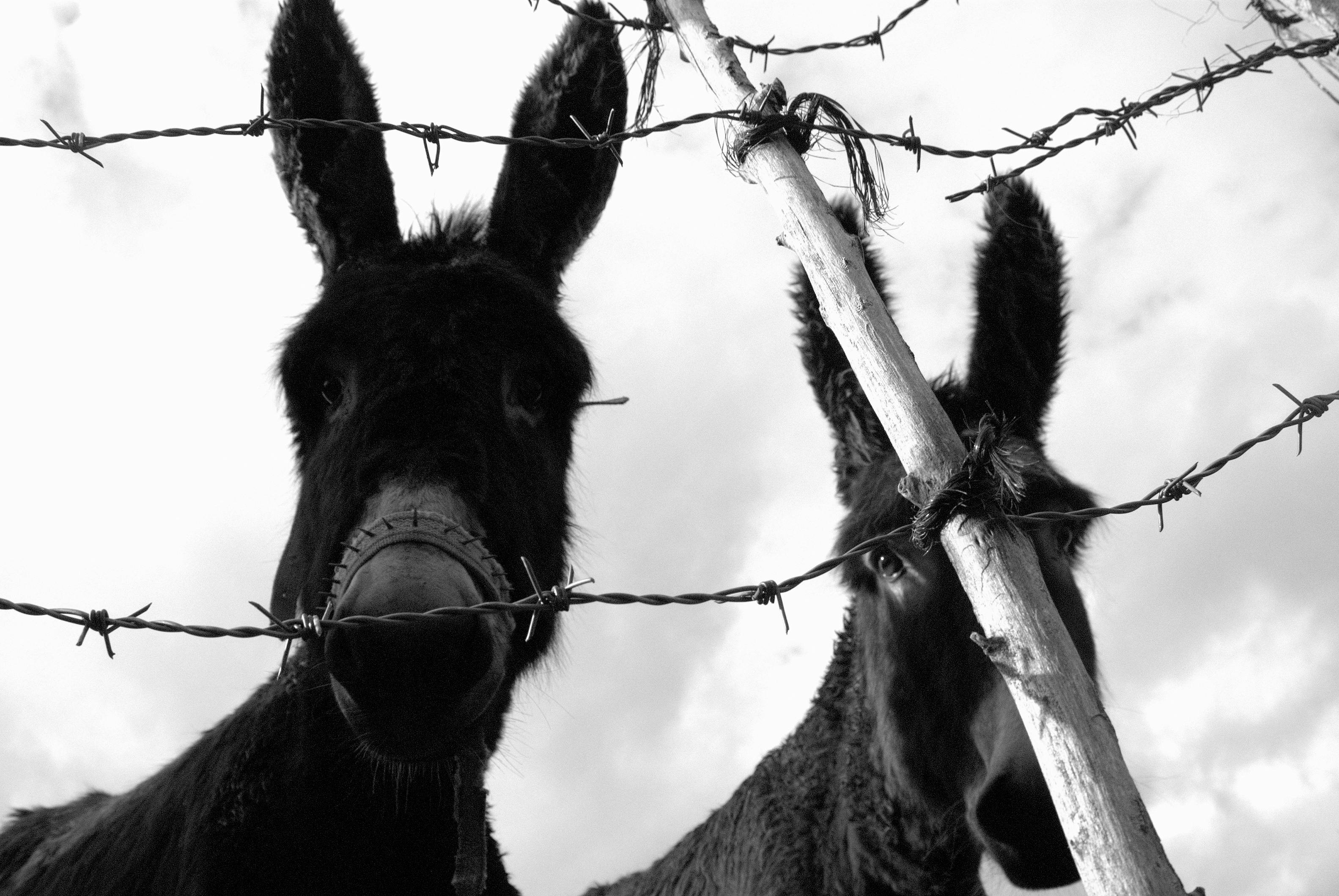 Free stock photo of black and white, burros, donkeys