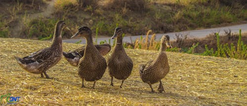 Imagine de stoc gratuită din animal, apreciază, fotografie de animale