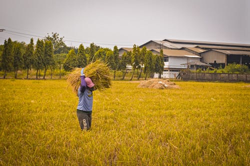 Farmer Carrying Hay