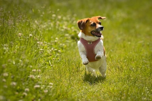 Brown and White Dog Running on the Grass Field