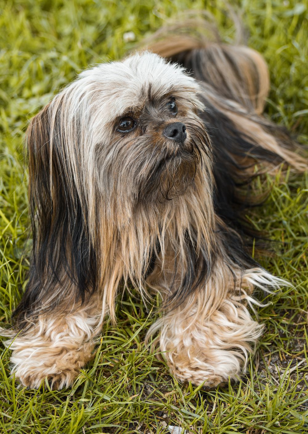 Lhasa Apso, photo 5