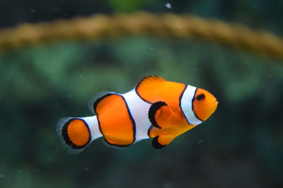 A clownfish swimming in a marine aquarium
