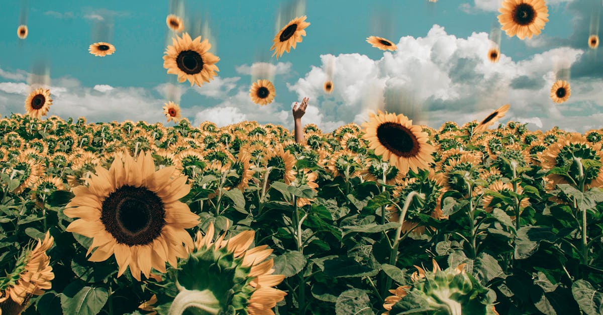 輕小說改編 H5 遊戲 異世界悠閒農家 夢想生活 開放事前預約