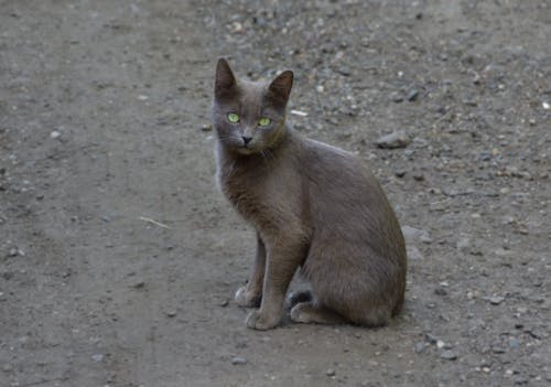 動物, 動物攝影, 可愛 的 免费素材图片