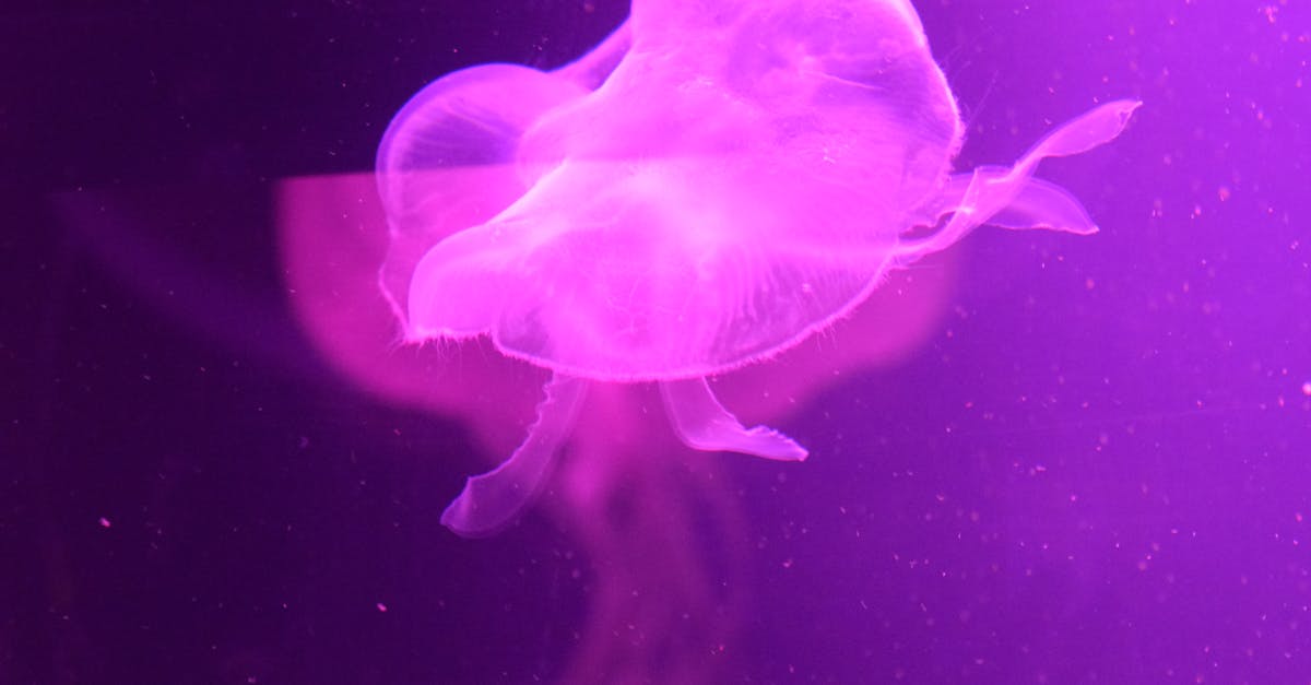 Free stock photo of jellyfish, jellyfishes