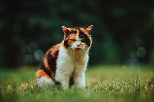 Δωρεάν στοκ φωτογραφιών με calico cat, Γάτα, γρασίδι