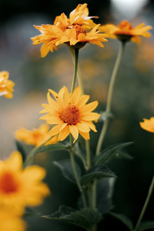 Foto d'estoc gratuïta de falsos gira-sols, florint, florir