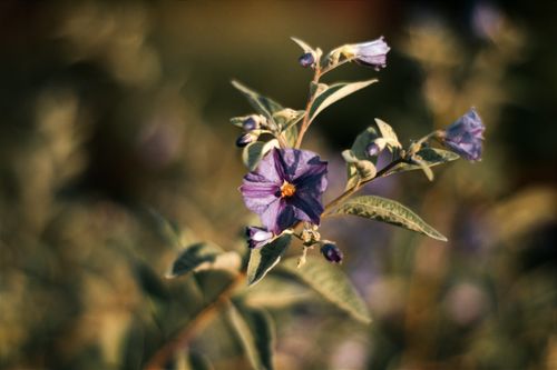 Free Close-up of a vibrant purple Solanum flower with blurred background in Hungary. Stock Photo