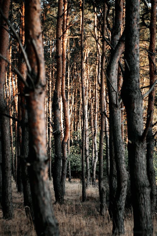 Immagine gratuita di albero, ambiente, boschi