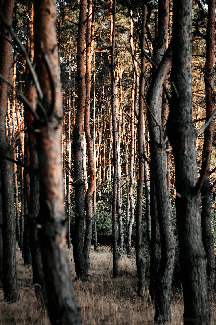 A Tree Trunks In The Forest