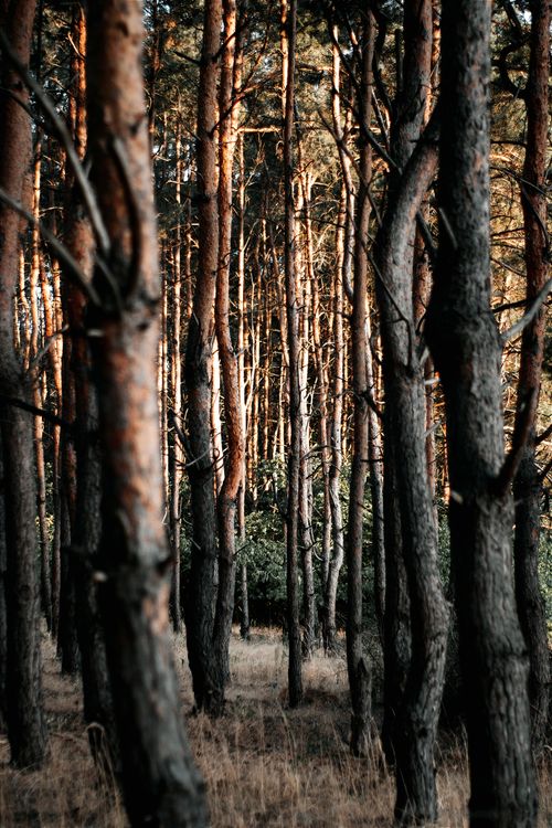Free Tall pine trees in a tranquil Hungarian forest capture the essence of nature. Stock Photo