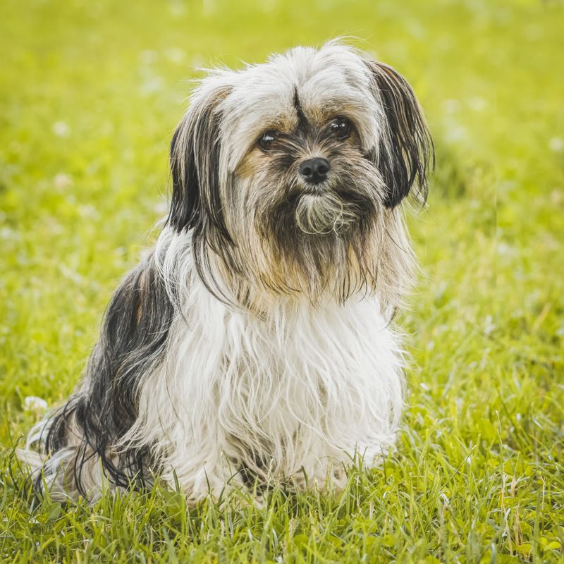 Adult Shih Tzu with long flowing coat well-groomed and sitting calmly