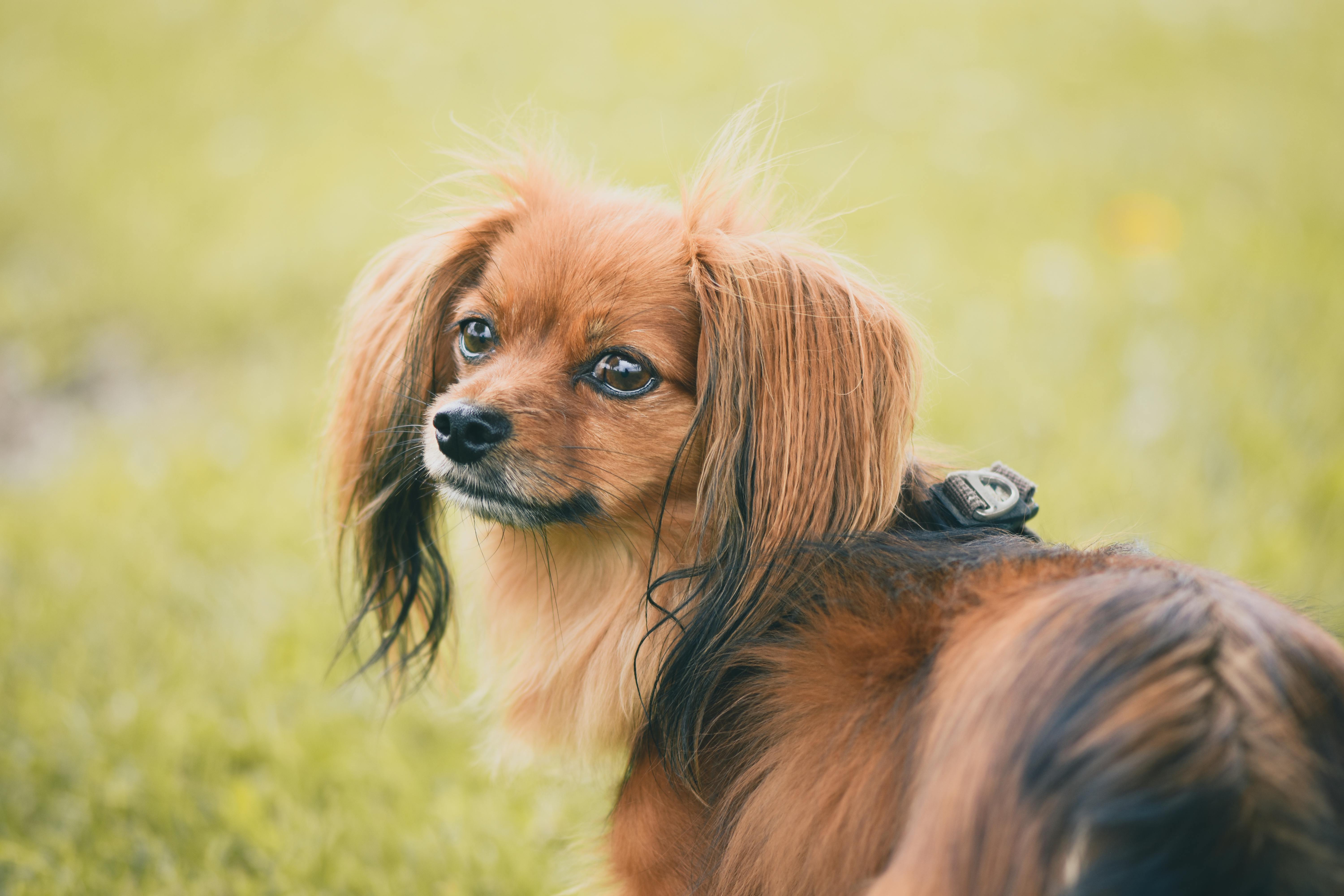 Brown Long Haired Small Dog on Green Grass · Free Stock Photo