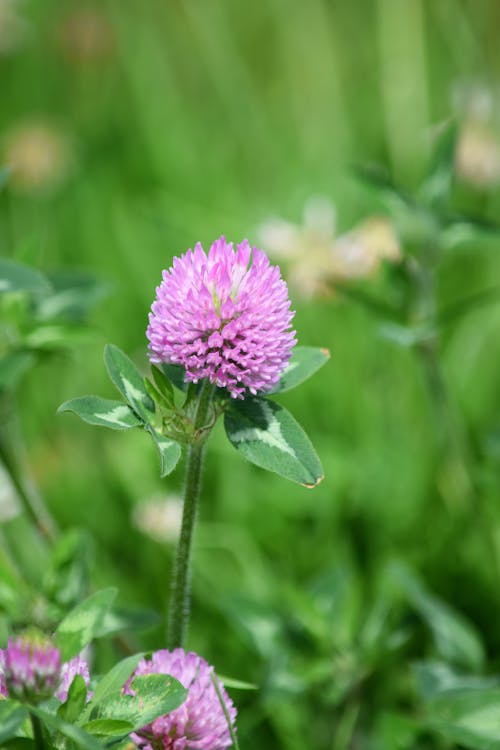 A Red Clover in Bloom