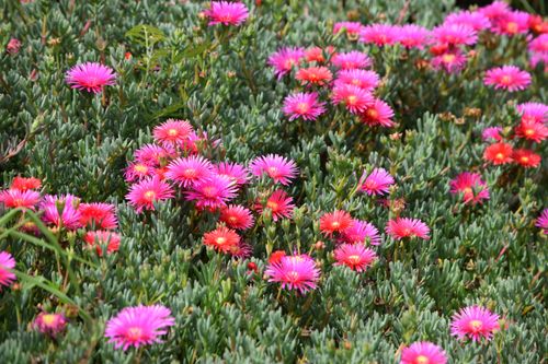Free Field of vibrant pink ice plants (Delosperma) in full bloom, showcasing nature's colorful beauty. Stock Photo