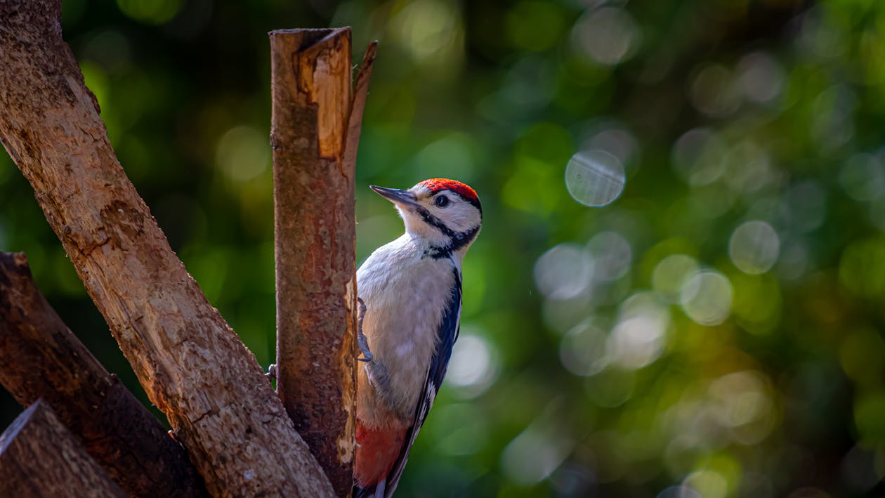 A Woodpecker on a Branch