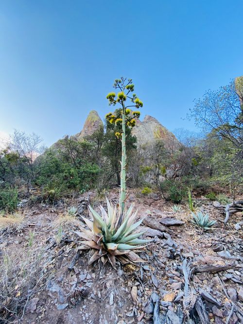 Free stock photo of big bend, big river, cactus Stock Photo