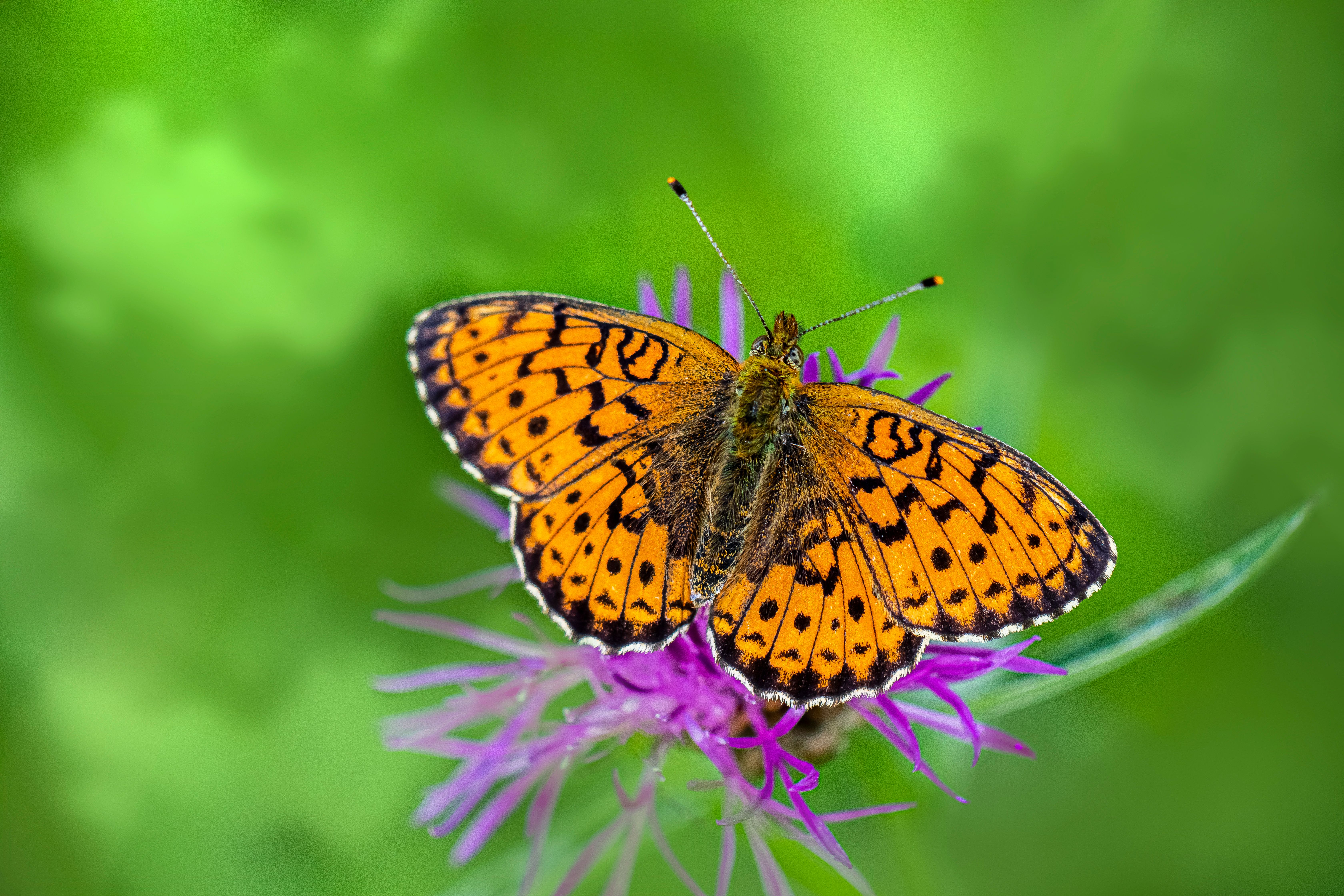 Photos gratuites de ailes, ailes à motifs, amoureux de la nature