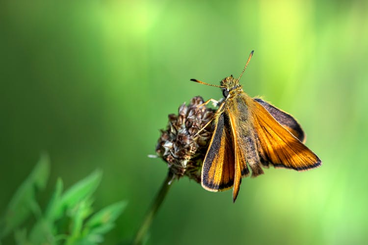 A Close-Up Of A Small Skipper