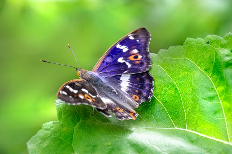 Purple Emperor Butterfly On Green Leaf