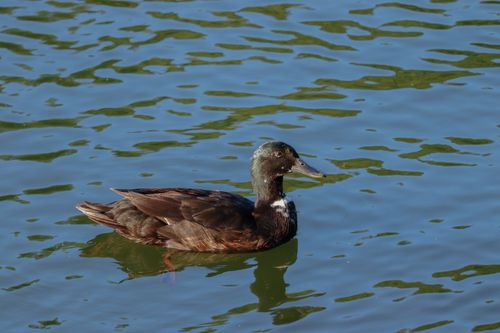 Free A beautiful black duck calmly swims on a sunlit lake, showcasing its natural grace. Stock Photo