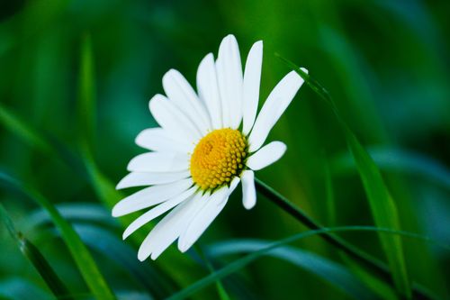 Free Beautiful close-up of a blooming common daisy amidst green leaves, showcasing nature's simplicity. Stock Photo