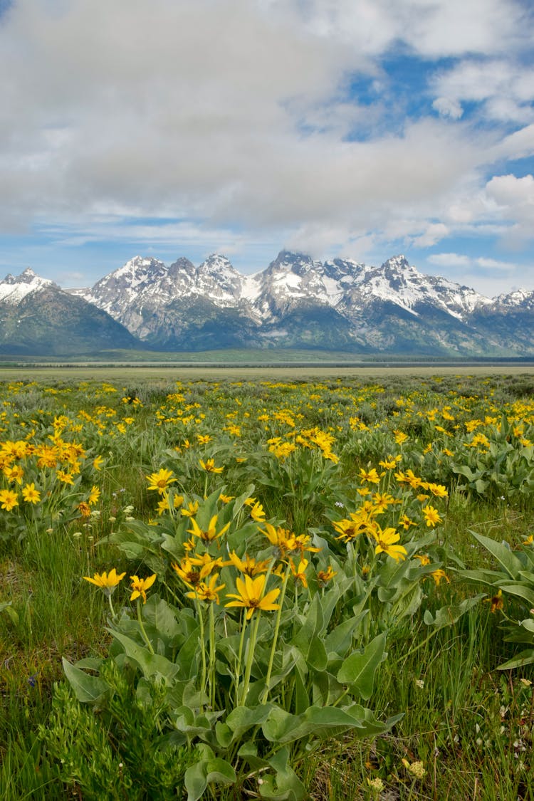 Mule Ears Flower Field With The View Of The Tetons