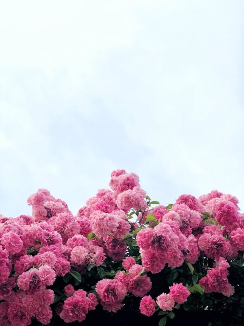 Free Pink Chinese Peony Flowers Under Clear Blue Sky  Stock Photo