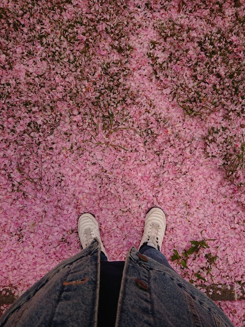 Foto profissional grátis de cerejeira, cor-de-rosa, de pé