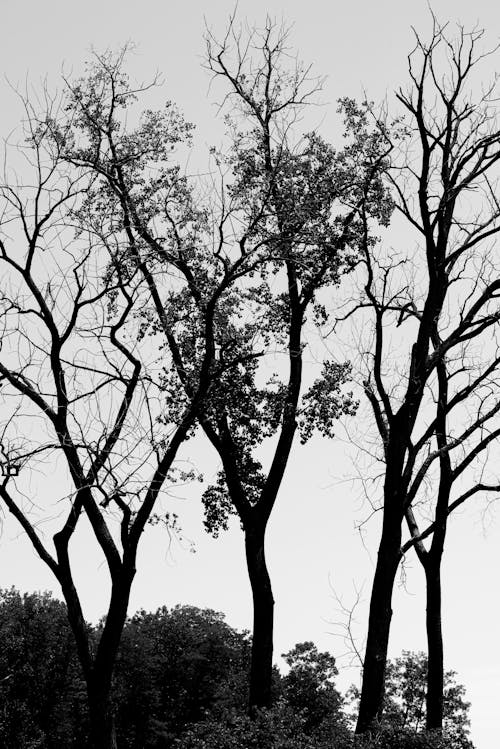 Kostenlos Kostenloses Stock Foto zu bäume, graustufenfotografie, schwarz und weiß Stock-Foto