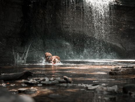 A dog splashes in a serene waterfall setting, enjoying the outdoors.