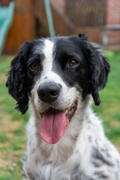 Free Adorable English Setter dog with tongue out, enjoying a day outside. Stock Photo