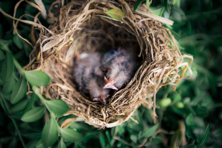 Selective Focus Photography Of Two Hatchling Birds In Nest