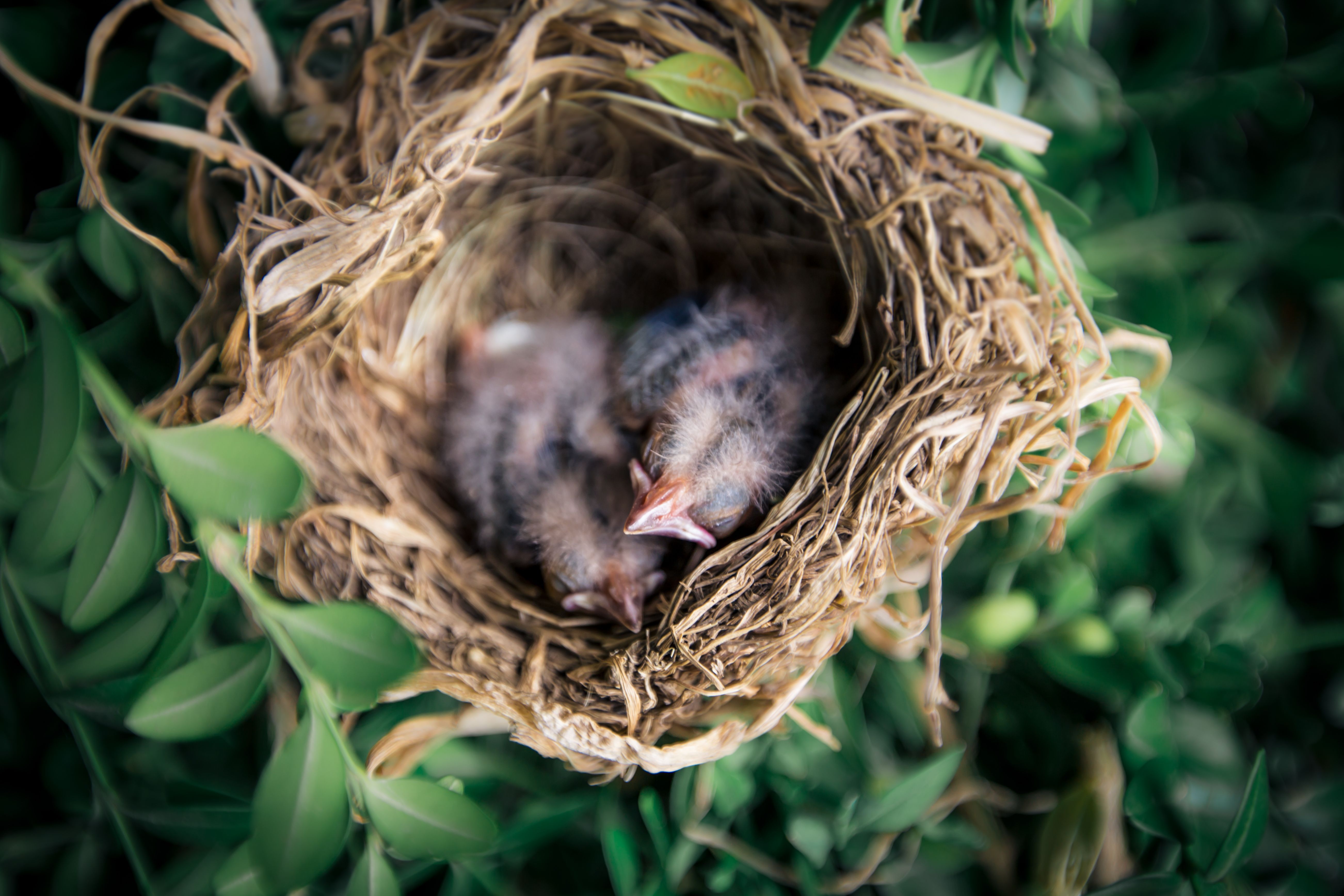 Gratis stockfoto van aviaire, beesten, bladeren.