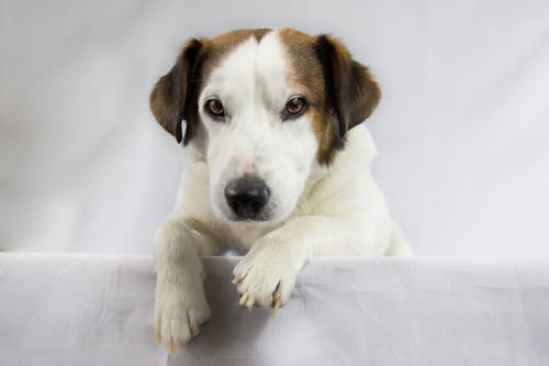 Adult White and Brown Jack Russell Terrier