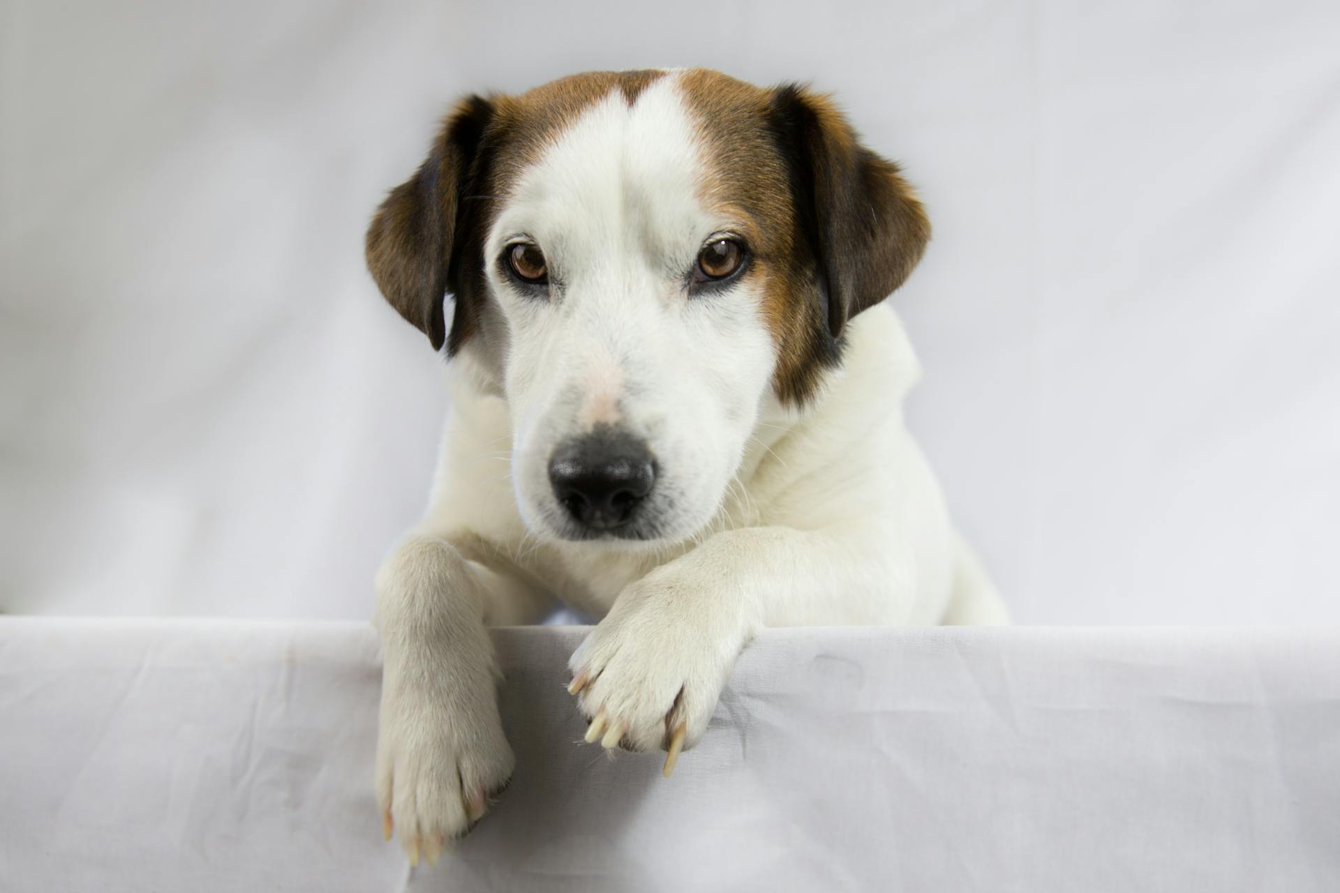 Vuxen vit och brun jack russellterrier