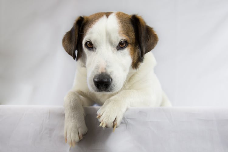 Adult White And Brown Jack Russell Terrier