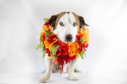 这只可爱的狗戴着充满活力的花项圈，非常适合节日或季节性主题