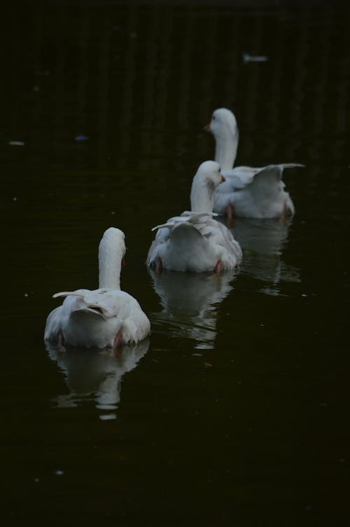 Ducks Floating on the Lake 