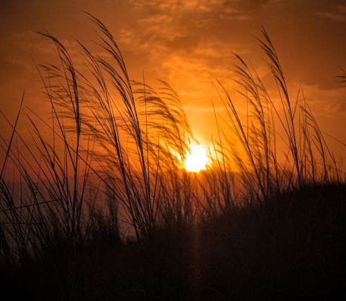 Free A tranquil sunset casting a warm glow over tall grass in silhouette. Stock Photo