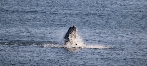 Ilmainen kuvapankkikuva tunnisteilla valaita
