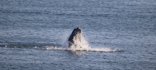 Free stock photo of whales