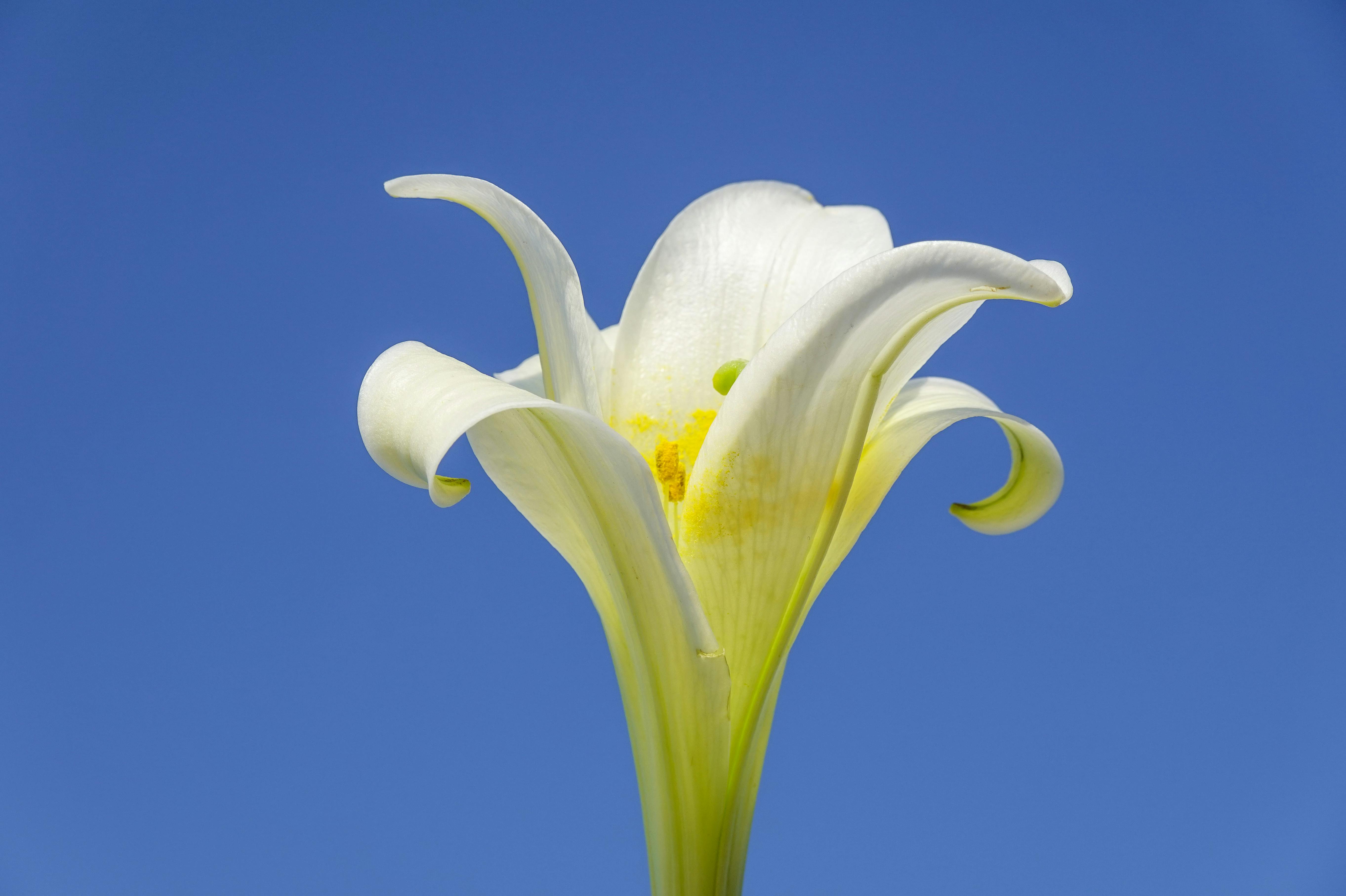 easter lily wallpaper