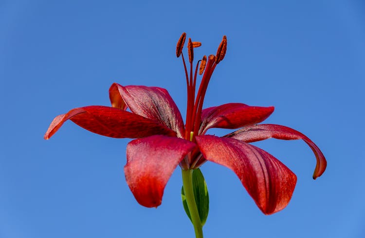 A Red Lily Flower In Full Bloom