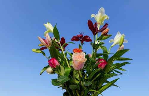 Kostnadsfri bild av blomfotografi, Bukett, färgrik