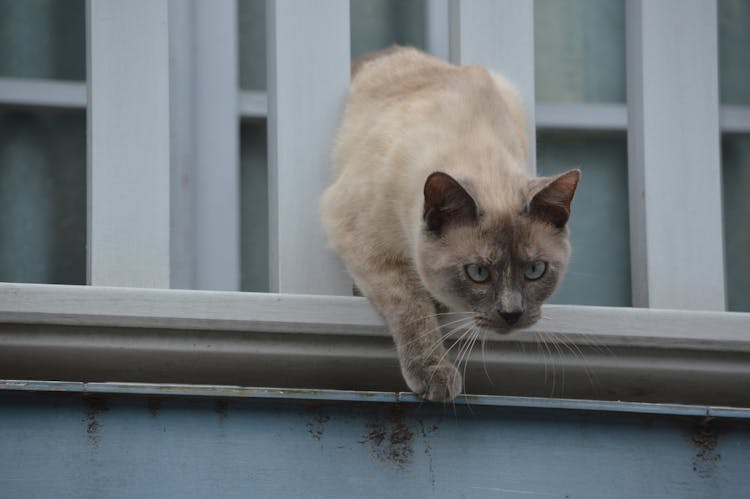 Cat Sneaking Out Of A Window